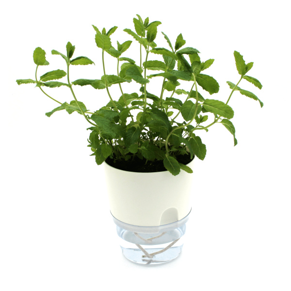 plantaherb