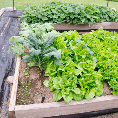 moestuinbak kopen