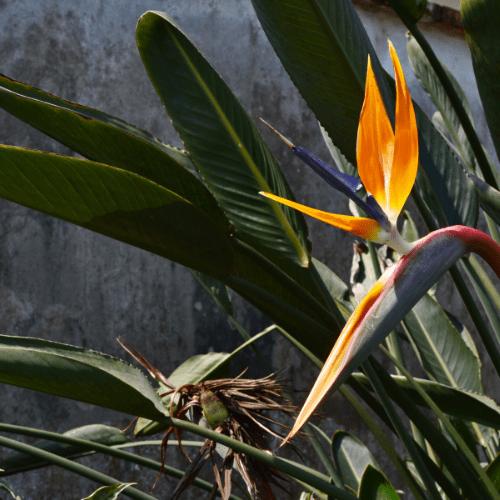strelitzia online