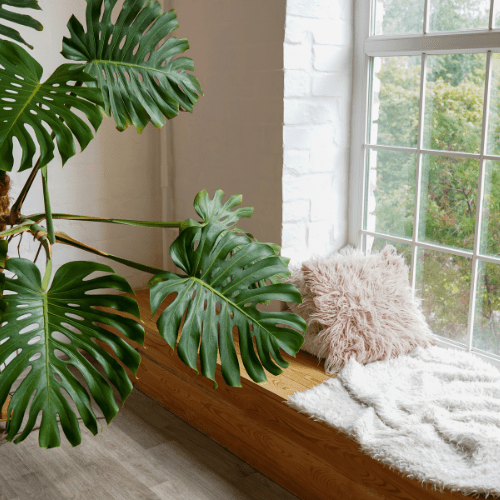 monstera bestellen