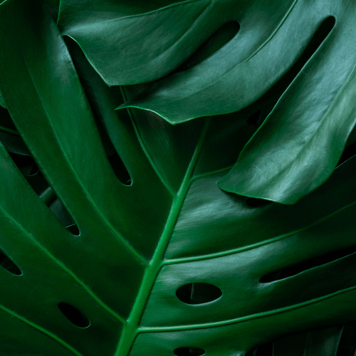 Monstera kopen