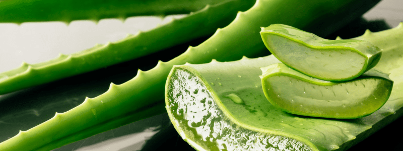 aloe vera genezing aloe vera genezing