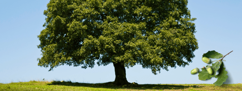 eikenboom betekenis eikenboom betekenis