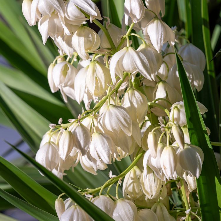 yucca bloem yucca bloem