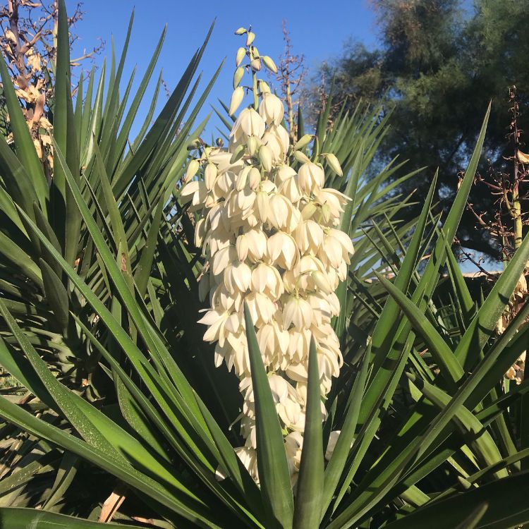 yucca in de bloei yucca in de bloei