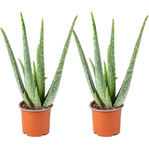 2x Aloe Vera Barbadensis - Vetplant - Kamerplant - Onderhoudsvriendelijk - ⌀10,5 cm - 30-35 cm