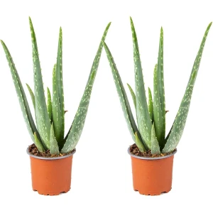 2x Aloe Vera Barbadensis - Vetplant - Kamerplant - Onderhoudsvriendelijk - ⌀10,5 cm - 30-35 cm