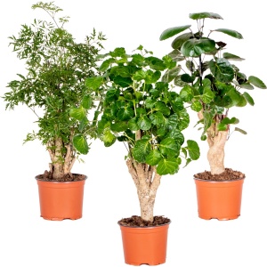 3x Polyscias Mix - Aralia - Fabian - Ming - Green Lemon - Kamerplant - Bijzonder- ⌀12 cm - 30-40 cm