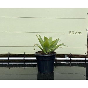 Agave - Attenuata - Pot ⌀ 18cm - Hoogte 25-50cm