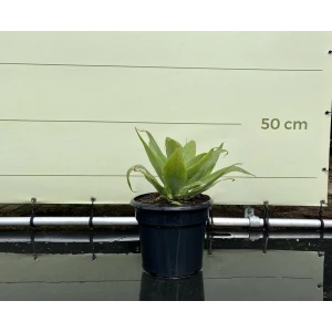 Agave - Attenuata - Pot ⌀ 18cm - Hoogte 25-50cm