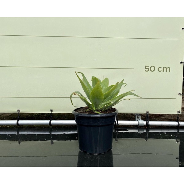Agave - Attenuata - Pot ⌀ 18cm - Hoogte 25-50cm
