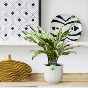 Aglaonema Juliette - 40 cm - ⌀12