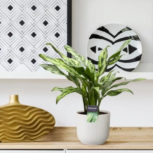 Aglaonema Juliette - 40 cm - ⌀12