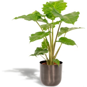 Alocasia Portodora Olifantsoor in Pot Mayk Lead - ⌀ 21 cm - Hoogte: 80 cm