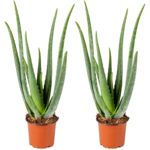 Aloe Vera Barbadensis - Vetplant - Set van 2 - Kamerplant - Onderhoudsvriendelijke plant voor binnen - ⌀12 cm - 35-40 cm