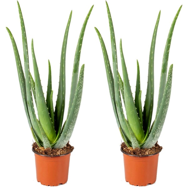 Aloe Vera Barbadensis - Vetplant - Set van 2 - Kamerplant - Onderhoudsvriendelijke plant voor binnen - ⌀12 cm - 35-40 cm
