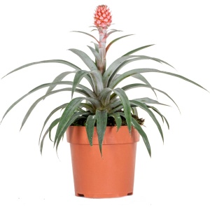 Ananas comosus 'Rosita' - Ananasplant - Kamerplant - Onderhoudsvriendelijk - ⌀12 cm - 25-30 cm