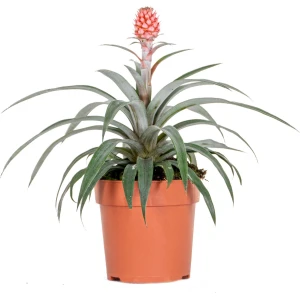 Ananas comosus 'Rosita' - Ananasplant - Kamerplant - Onderhoudsvriendelijk - ⌀12 cm - 25-30 cm