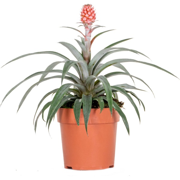 Ananas comosus 'Rosita' - Ananasplant - Kamerplant - Onderhoudsvriendelijk - ⌀12 cm - 25-30 cm