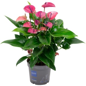 Anthurium Karma Purple - Kamerplant - Hoogte: 50cm - Potmaat: ⌀17cm - Luchtzuiverend