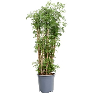 Aralia Polyscias Ming Vertakt 140cm