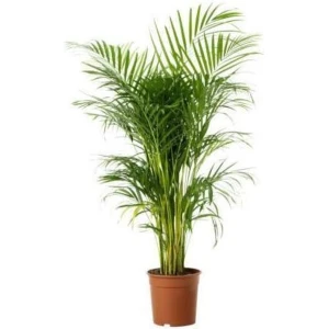 Areca Dypsis Lutescens palm 95cm↑ Potmaat ⌀19cm Kamerplant
