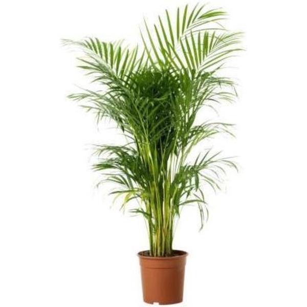 Areca Dypsis Lutescens palm 95cm↑ Potmaat ⌀19cm Kamerplant