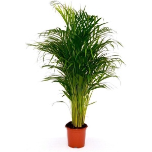 Areca Palm Dypsis Chrysalidocarpus Lutescens Goudpalm 130cm↑ Potmaat ⌀24cm Kamerplant