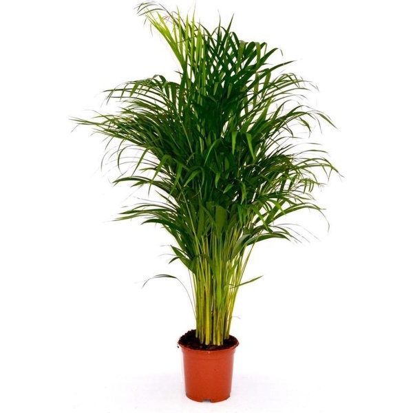 Areca Palm Dypsis Chrysalidocarpus Lutescens Goudpalm 130cm↑ Potmaat ⌀24cm Kamerplant