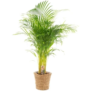 Areca Palm met mand - Goudpalm, Dypsis Lutescens - 120cm hoog, ⌀21cm - Grote Kamerplant - Tropische palm - Luchtzuiverend - Vers van de kwekerij