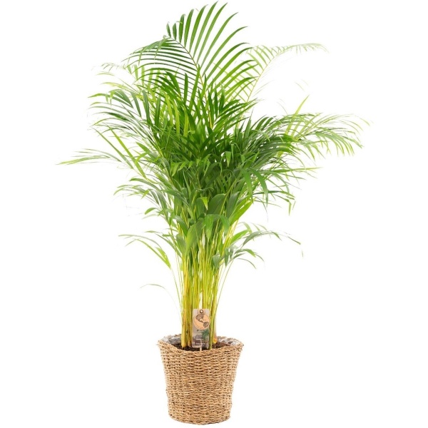 Areca Palm met mand - Goudpalm, Dypsis Lutescens - 120cm hoog, ⌀21cm - Grote Kamerplant - Tropische palm - Luchtzuiverend - Vers van de kwekerij