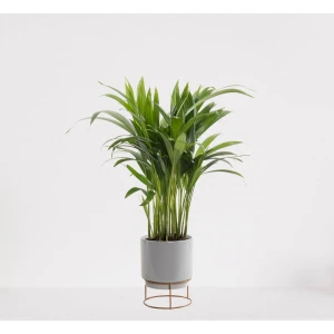 Areca in luxe sierpot Emma Grijs - luchtzuiverende kamerplant - eenvoudig te onderhouden Goudpalm - ↕35-50cm - ⌀13 - geleverd met plantenpot - vers uit de kwekerij