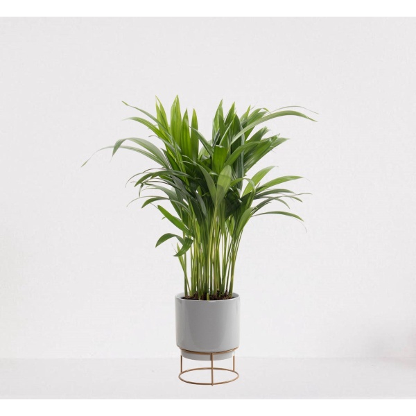 Areca in luxe sierpot Emma Grijs - luchtzuiverende kamerplant - eenvoudig te onderhouden Goudpalm - ↕35-50cm - ⌀13 - geleverd met plantenpot - vers uit de kwekerij