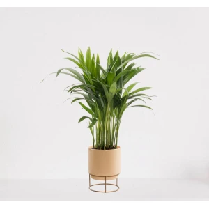 Areca in luxe sierpot Emma Vanille - luchtzuiverende kamerplant - eenvoudig te onderhouden Goudpalm - ↕35-50cm - ⌀13 - geleverd met plantenpot - vers uit de kwekerij