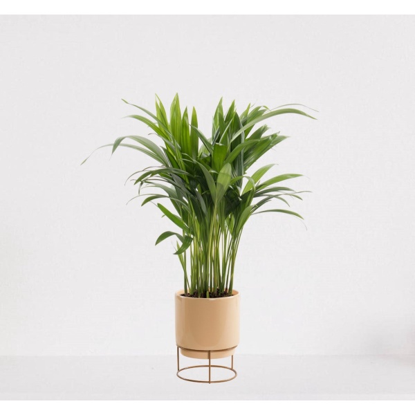 Areca in luxe sierpot Emma Vanille - luchtzuiverende kamerplant - eenvoudig te onderhouden Goudpalm - ↕35-50cm - ⌀13 - geleverd met plantenpot - vers uit de kwekerij