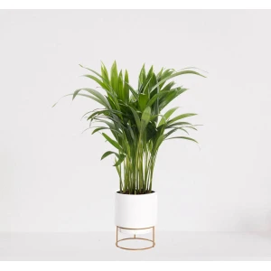 Areca in luxe sierpot Emma Wit - luchtzuiverende kamerplant - eenvoudig te onderhouden Goudpalm - ↕35-50cm - ⌀13 - geleverd met plantenpot - vers uit de kwekerij