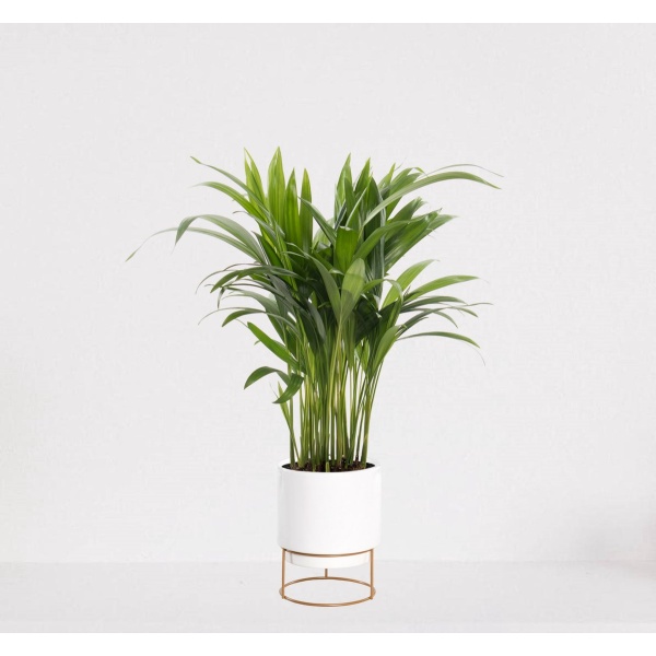 Areca in luxe sierpot Emma Wit - luchtzuiverende kamerplant - eenvoudig te onderhouden Goudpalm - ↕35-50cm - ⌀13 - geleverd met plantenpot - vers uit de kwekerij