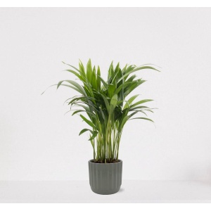 Areca in luxe sierpot Liam Grijs - luchtzuiverende kamerplant - eenvoudig te onderhouden Goudpalm - ↕35-50cm - ⌀13 - geleverd met plantenpot - vers uit de kwekerij