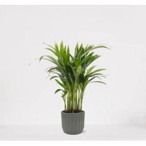Areca in luxe sierpot Liam Grijs - luchtzuiverende kamerplant - eenvoudig te onderhouden Goudpalm - ↕35-50cm - ⌀13 - geleverd met plantenpot - vers uit de kwekerij