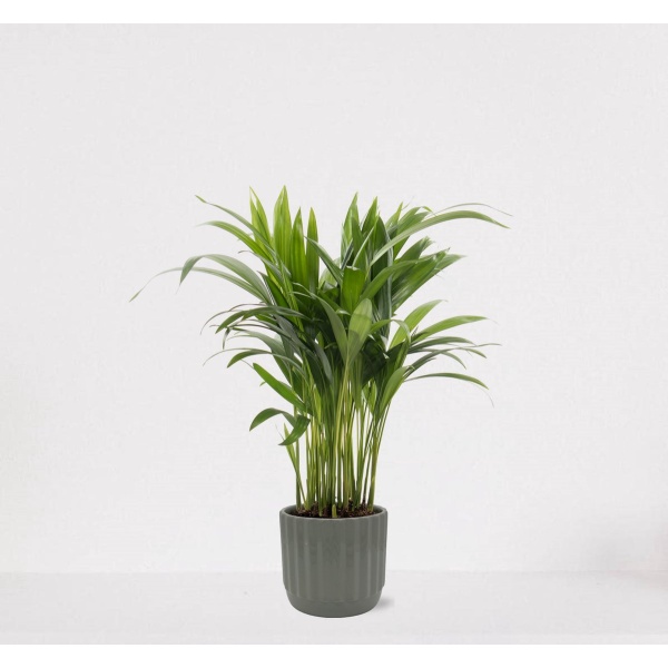 Areca in luxe sierpot Liam Grijs - luchtzuiverende kamerplant - eenvoudig te onderhouden Goudpalm - ↕35-50cm - ⌀13 - geleverd met plantenpot - vers uit de kwekerij