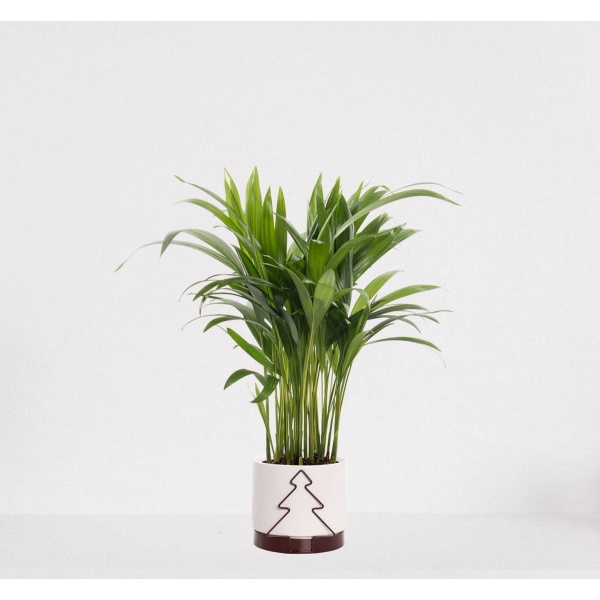 Areca in sierpot Addit Tree Bordeaux Rood - luchtzuiverende kamerplant - eenvoudig te onderhouden Goudpalm - 35-50cm - ⌀13 - geleverd met plantenpot - vers uit de kwekerij