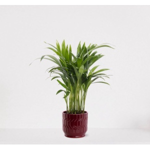 Areca in sierpot Jacky Bordeaux Rood - luchtzuiverende kamerplant - eenvoudig te onderhouden Goudpalm - 35-50cm - ⌀13 - geleverd met plantenpot - vers uit de kwekerij