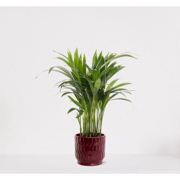 Areca in sierpot Jacky Bordeaux Rood - luchtzuiverende kamerplant - eenvoudig te onderhouden Goudpalm - 35-50cm - ⌀13 - geleverd met plantenpot - vers uit de kwekerij