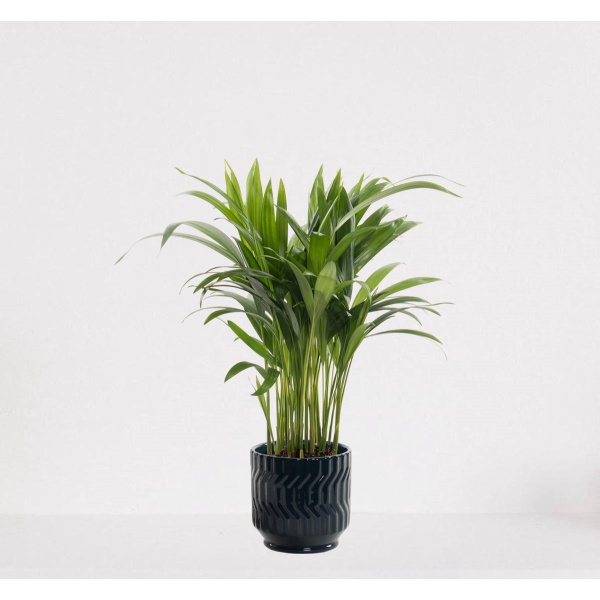 Areca in sierpot Jacky Donker Blauw - luchtzuiverende kamerplant - eenvoudig te onderhouden Goudpalm - 35-50cm - ⌀13 - geleverd met plantenpot - vers uit de kwekerij