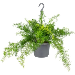 Asparagus 'Sprengeri' - Sierasperge - Kamerplant - Hangplant voor binnen - ⌀17 cm - 20 cm