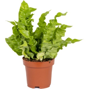 Asplenium 'Crispy Wave' | Streepvaren - Kamerplant in kwekerspot ⌀12 cm - 15-25 cm