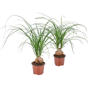Beaucarnea 'Nolina' | Olifantspoot per 2 stuks- Kamerplant in kwekerspot ⌀12 cm - 40 cm