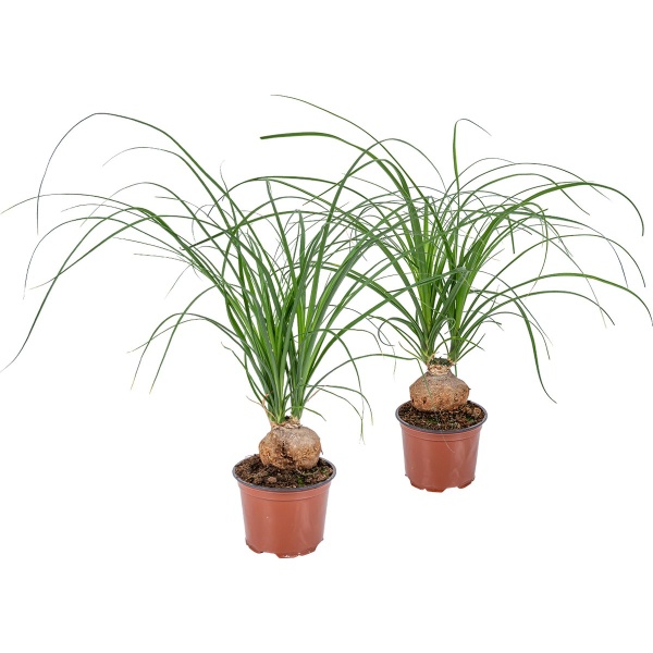 Beaucarnea 'Nolina' | Olifantspoot per 2 stuks- Kamerplant in kwekerspot ⌀12 cm - 40 cm