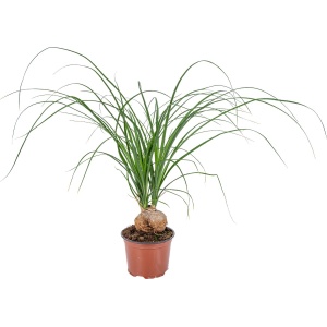 Beaucarnea 'Nolina' | Olifantspoot per stuk - Kamerplant in kwekerspot ⌀12 cm - 40 cm