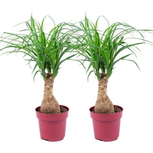 Beaucarnea 'Recurvata' | Olifantspoot per 2 stuks - kamerplant in kwekerspot ⌀12 cm - 35 cm